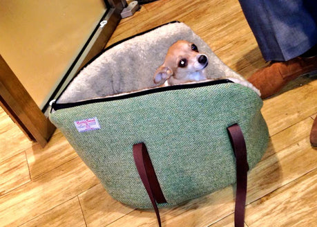 Dog got style