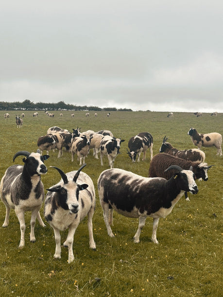 Harris Tweed Hebrides Natural Collection - Meet the Jacob Sheep