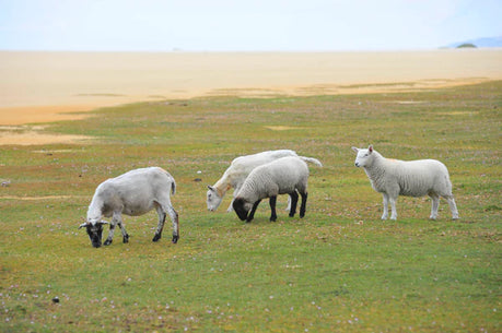 Machair and midnight light; let the summer begin