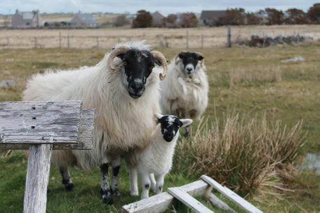Summer Blues and a Need for Tweed
