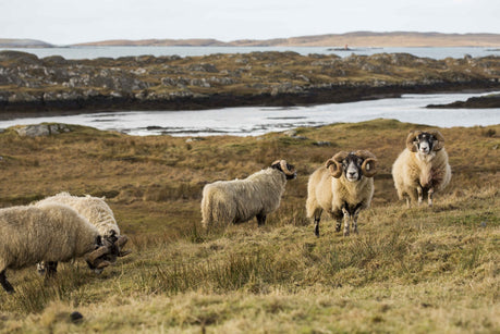 Why Do We Need to Shear Sheep? Harris Tweed® and Animal Welfare